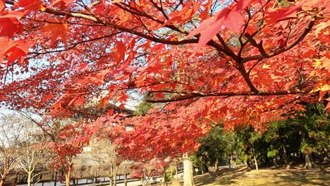 branches with colorful autumn leaves japanese red maple in front of shinto temple in nara, japan