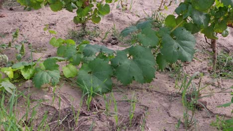 Uvas-Arrastrándose-Por-El-Suelo-En-El-Viñedo.