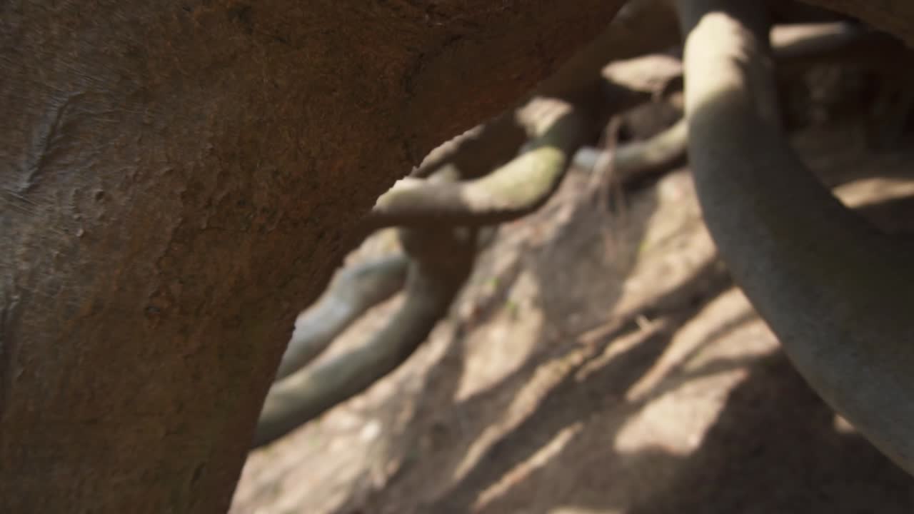 dolly a través de las raíces de un árbol antiguo en la ladera