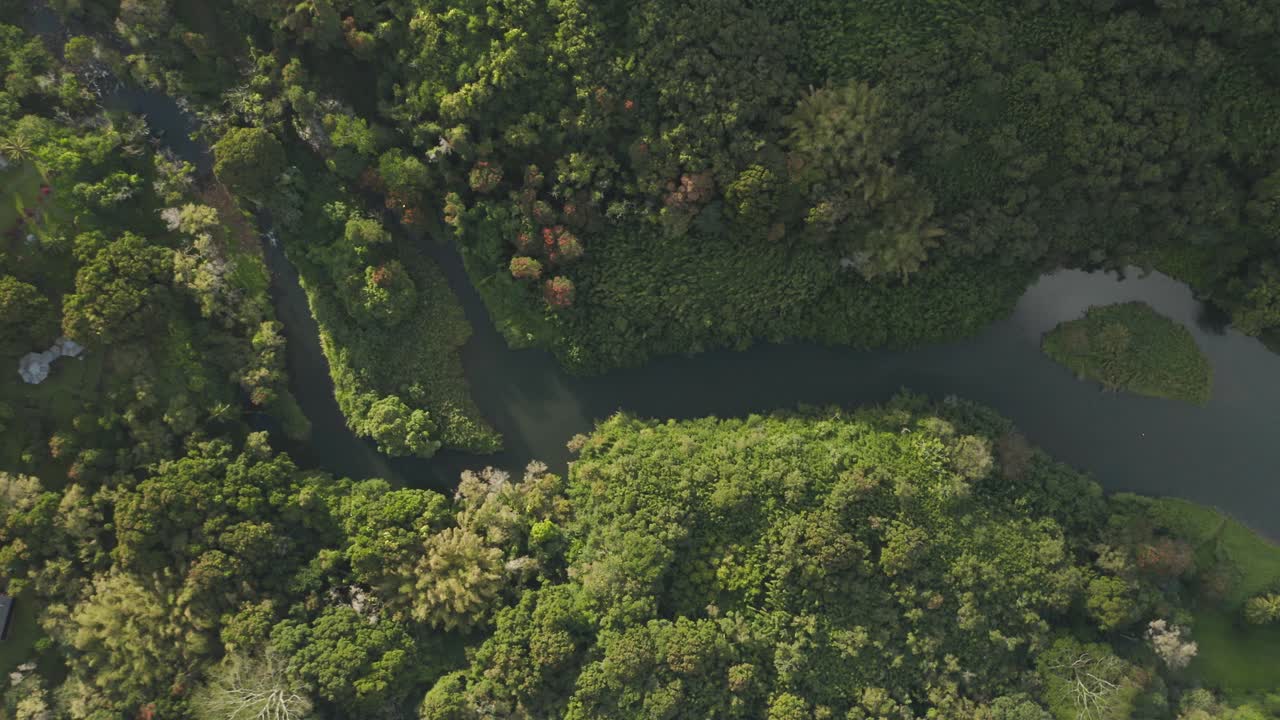 vista aérea de arriba hacia abajo del exuberante bosque tropical verde y rive en kauai