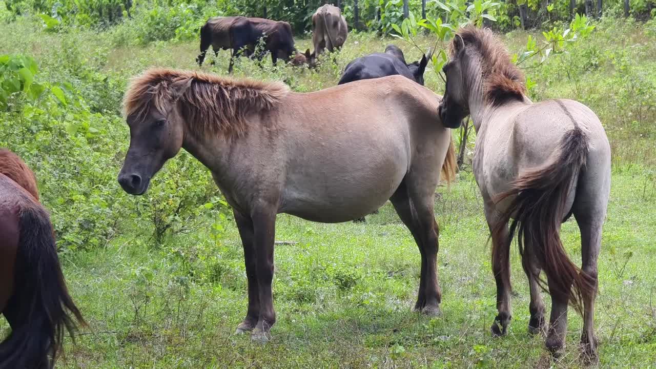 말 과 소 가  에서 풀 을 고 있다
