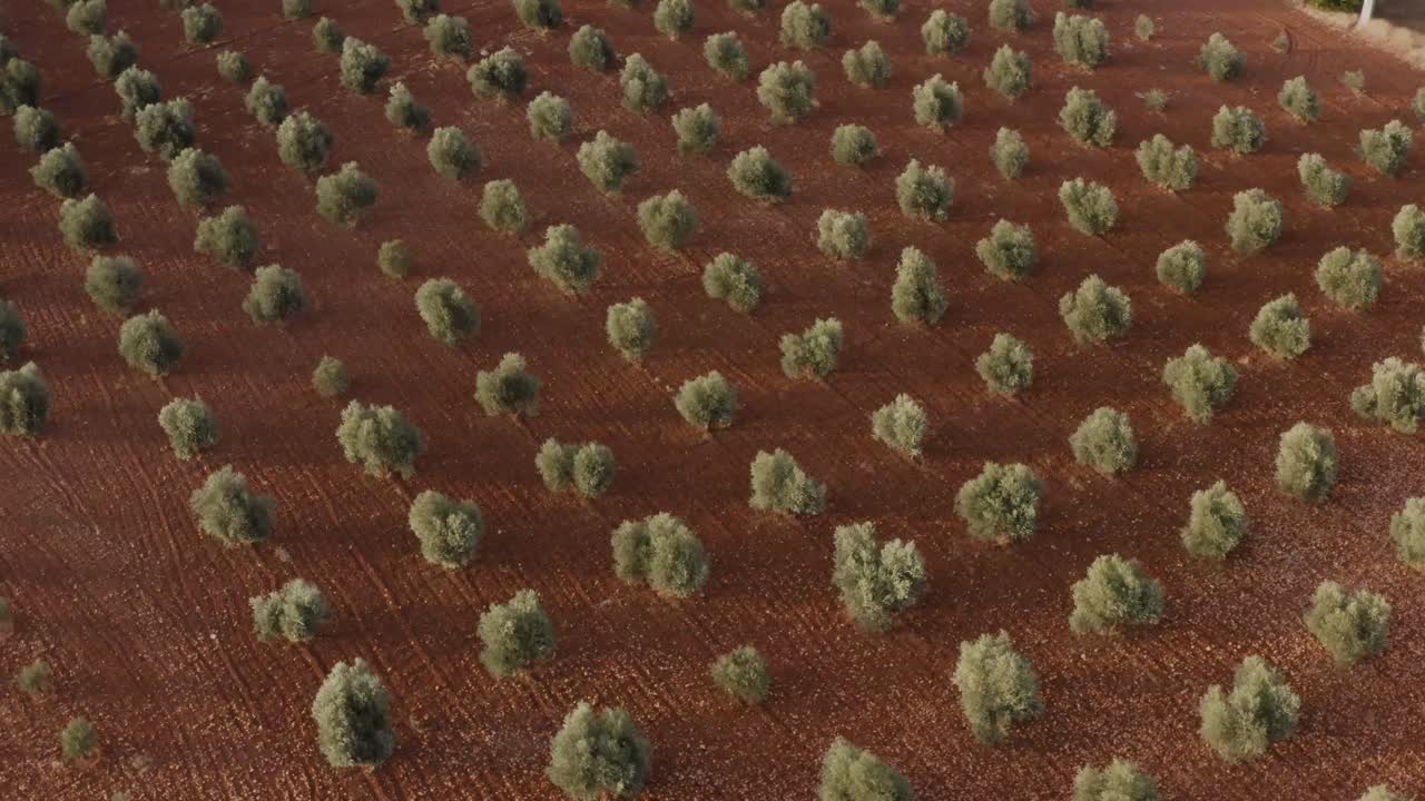 여름 에 과수원 에 있는 푸른 나무 들