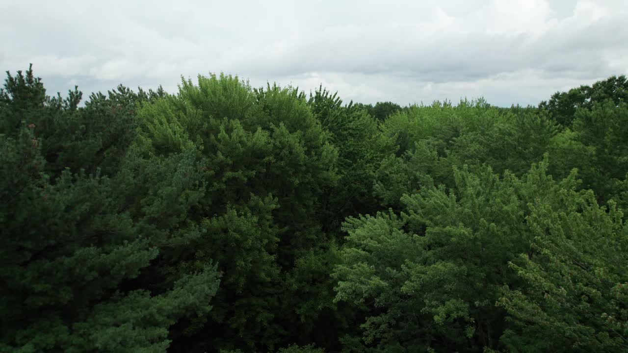 오하이오 주에서 멋진 자연 경관을 드러내며 높은 상승하는 녹색 나무에 들어갑니다.