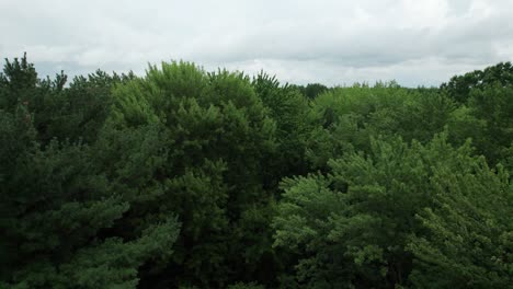 coming into green tree rising high unveiling superb nature landscape, ohio
