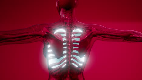 examen radiológico de los pulmones humanos