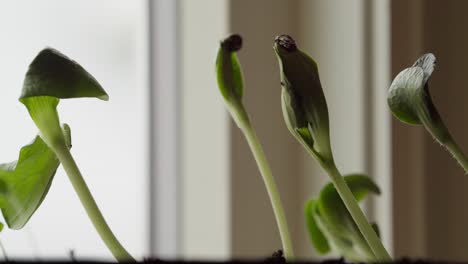 close-up view of green seedlings growing indoor