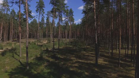 área-Adelgazada-En-El-Bosque-De-Pinos-Coníferos-En-Un-Día-Soleado-De-Verano-2