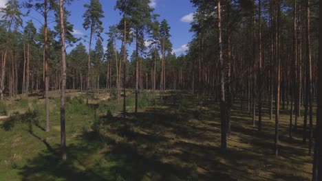 thinned area in the coniferous pine forest on a sunny summer day-2