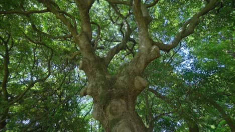 beautiful japanese traditional garden big tree tokyo