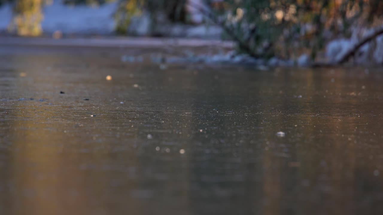 Mallard ducks walking on a frozen lake in Boulder, Colorado