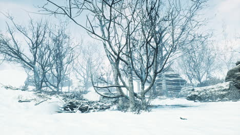 Bosque-Caducifolio-De-Invierno-En-Una-Mañana-Nublada