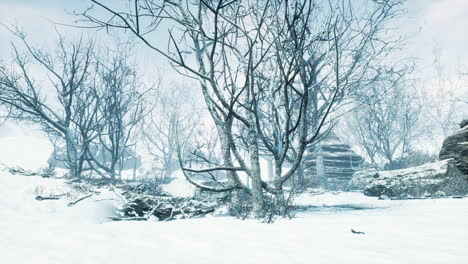winter deciduous forest on a foggy morning