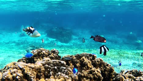 large school of colorful tropical reef fish swimming in crystal clear waters