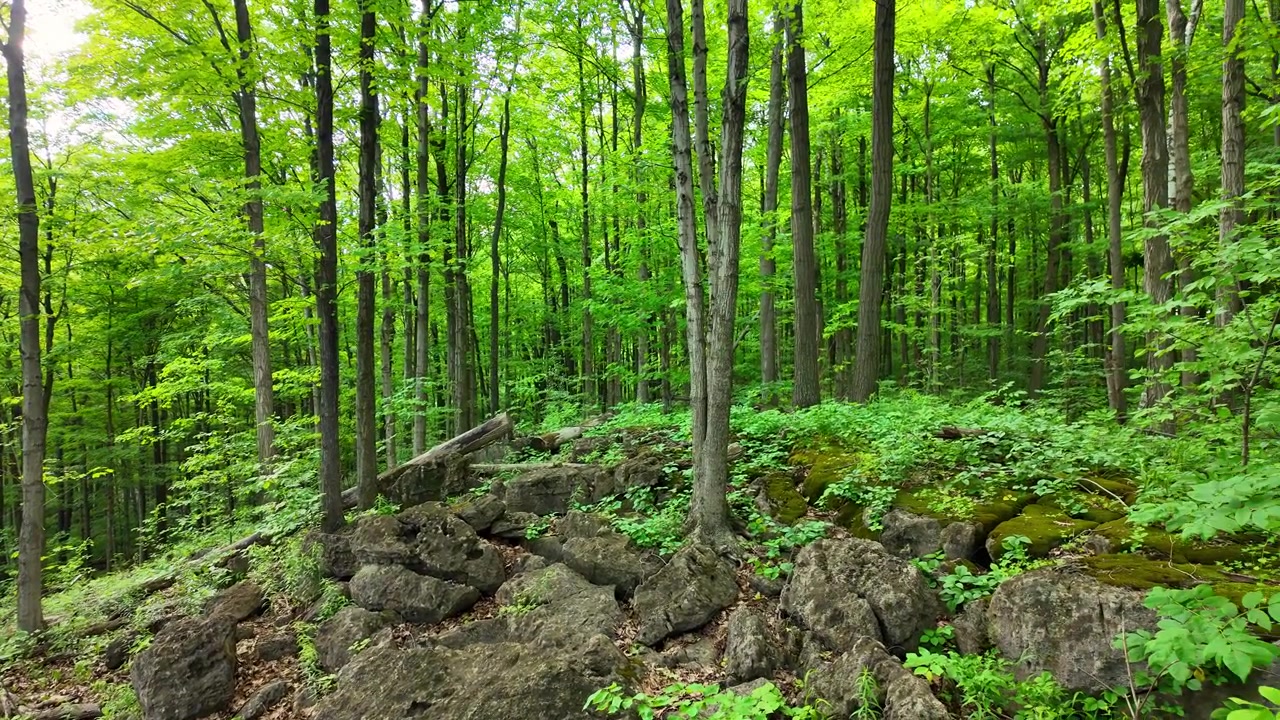 Bujny zielony wiosenny las ze skalistym podłożem w obszarze chronionym Rattlesnake Point w Milton, Ontario, Kanada.