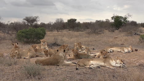 Ein-Löwenrudel-Ruht-Am-Rande-Der-Savanne-In-Einem-Südafrikanischen-Wildreservat