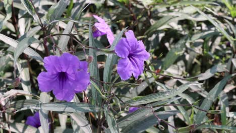 las flores púrpuras oscilando en una brisa sutil