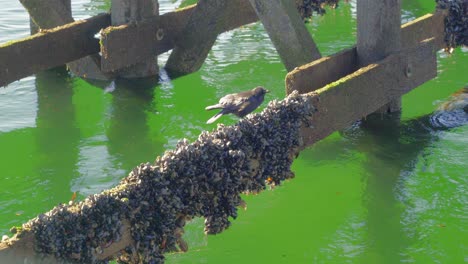 black crow feeding on barnicles on a wooden dock over green water