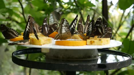 butterfly on pineapple fruit in nature