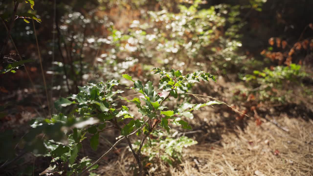 la luz del sol atravesando el suelo del bosque