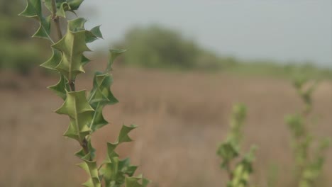 Slow-motion-close-up-shot-of-a-green-plant-blowing-in-the-wind-on-a-dry-field-with-a-view-of-trees-in-the-background-and-the-blue-sky-on-a-hot-summer-day