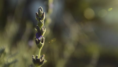 Blumen-Beginnen-Zu-Blühen-Und-Wehen-Im-Wind