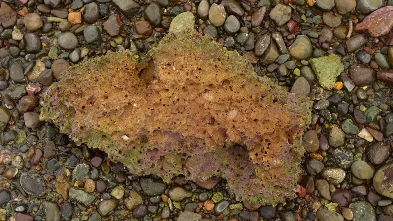 A focus shot of a large coral reef fragment rests among smooth pebbles, its porous surface streaked with green and purple at Mauban Port, Quezon Province Philippines