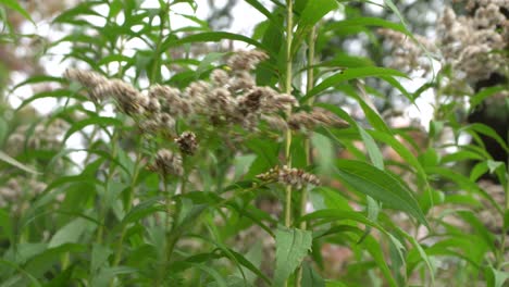 a close-up view of a beautiful background with a lot of green