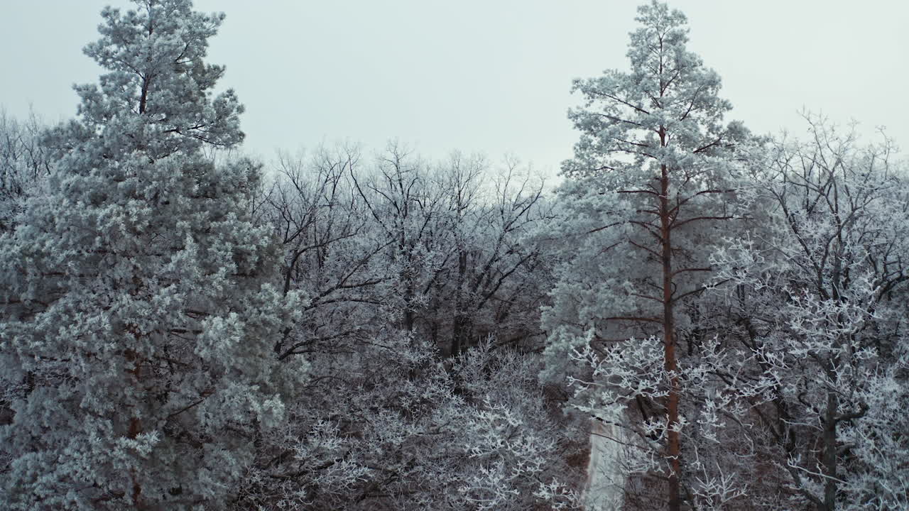 Flying among snowy trees in winter. Beautiful landscape of forest covered with snow. Aerial view.