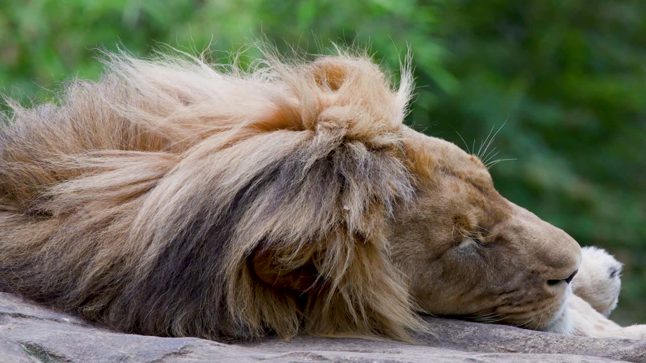 Dospělý lev leží bez hnutí na skále, naturalistické prostředí zoo, měkké denní světlo, stabilní kamera