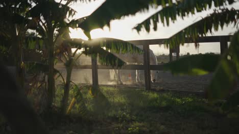 white horse in a riding arena at sunset