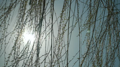 sun on a spring day, as a tree's branches sway in the foreground