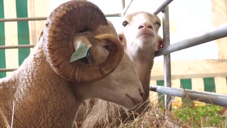 Medium-shot-of-two-sheeps--on-interior-ambient