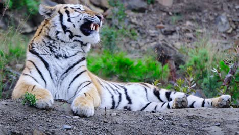 Majestätischer-Wilder-Tiger,-Der-Auf-Dem-Boden-Sitzt-Und-In-Der-Natur-Gähnt