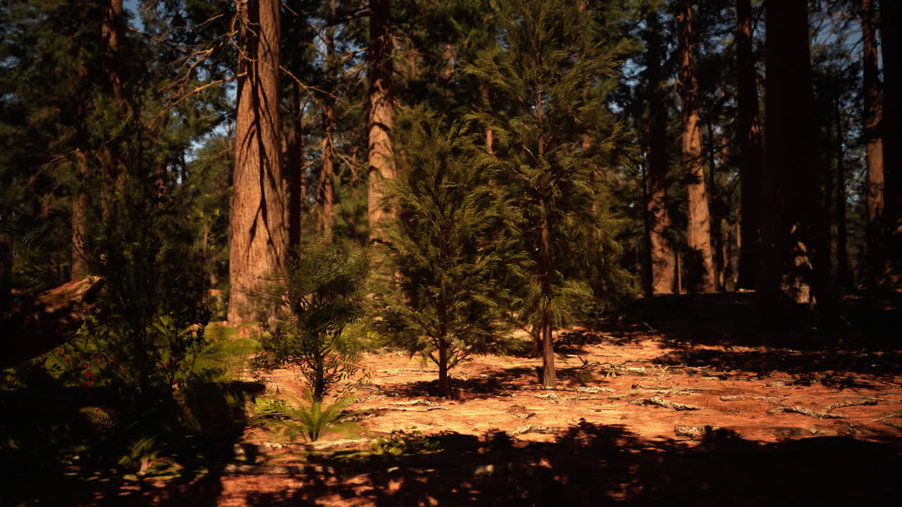 Alte sequoie in una foresta
