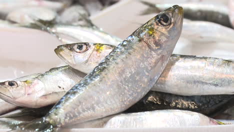 fresh sardines at a market