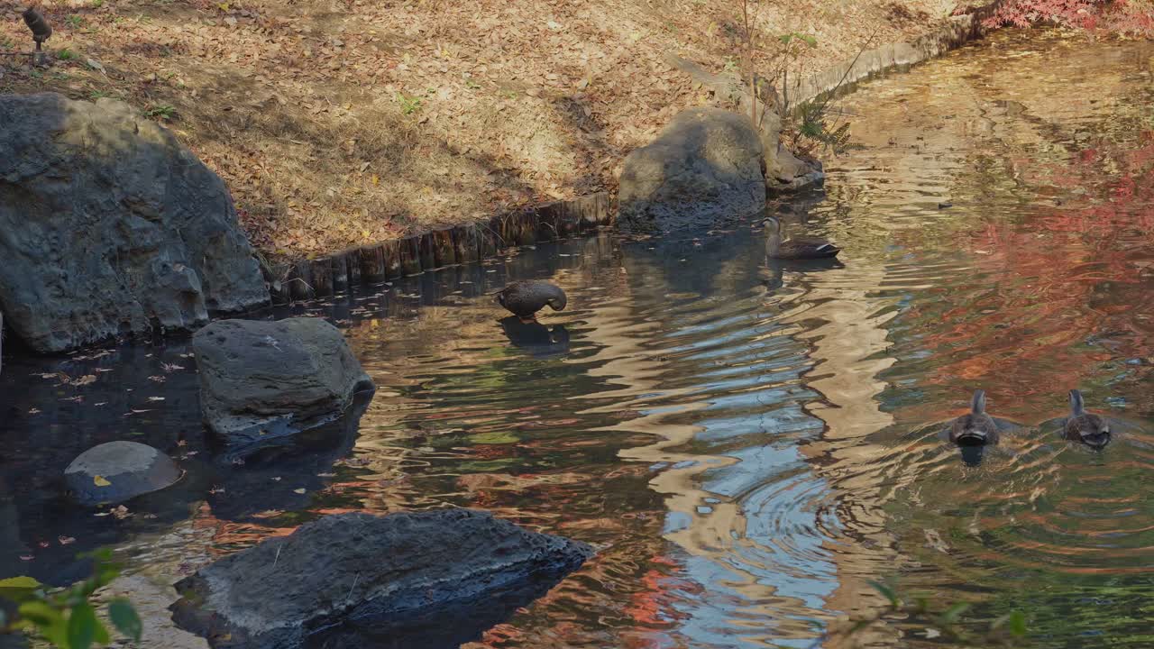 Anatre selvatiche che nuotano pacificamente in un laghetto limpido. L'acqua riflette le foglie rosse autunnali e le tradizionali rocce da giardino nel giardino Rikugien, Tokyo