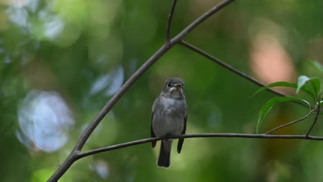 Papamoscas-De-Lados-Oscuros,-Muscicapa-Sibirica-Visto-Posado-En-Una-Pequeña-Rama-De-Un-árbol-Que-Expone-Su-Parte-Frontal-Y-Luego-Vuela-Hacia-La-Derecha-En-El-Bosque-En-Chonburi,-Tailandia