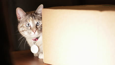 the adorable look of a domestic pet cat hiding behind a cardboard box and looking curiously at the camera - slow motion