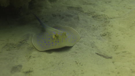 bluespotted stingray in the red sea beside the coral reef