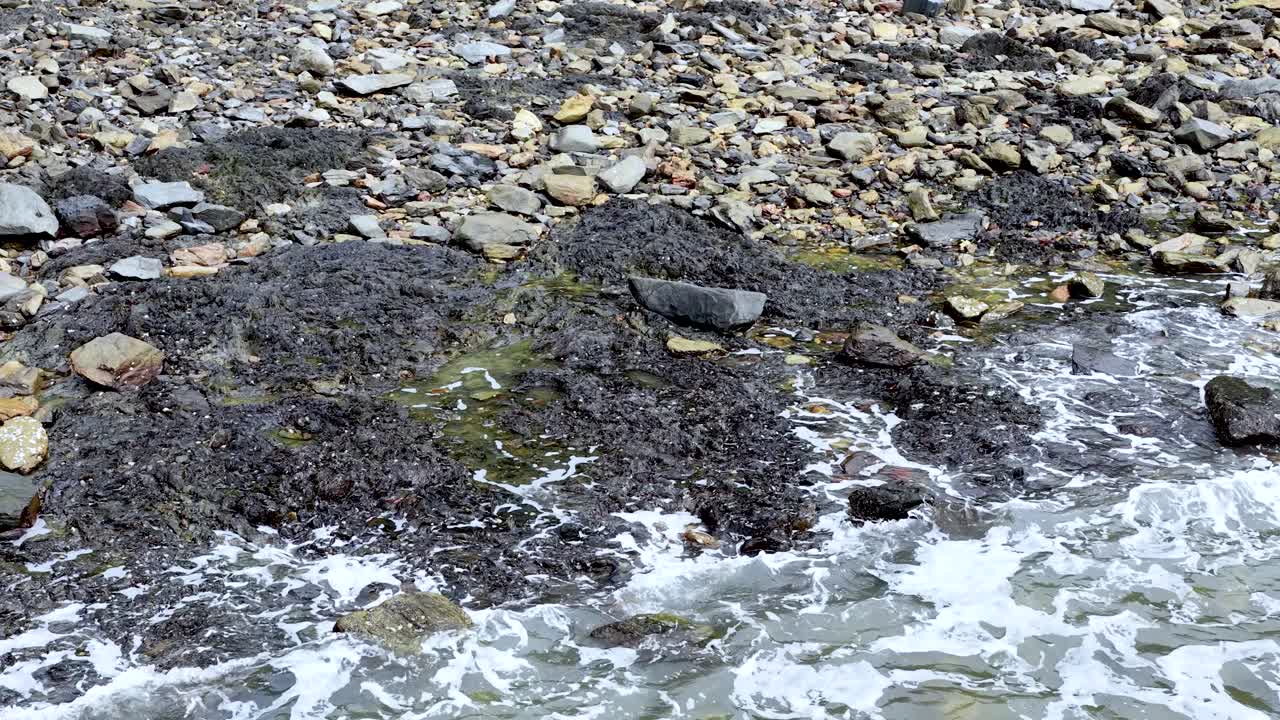 Overhead view of waves splashing against rocky, seaweed-covered shoreline under natural daylight, static camera