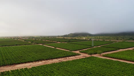 Green-fields-of-vineyards-on-a-cloudy-flight