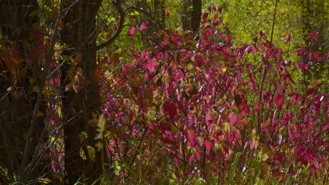 arbustos y árboles de colores en otoño - de cerca