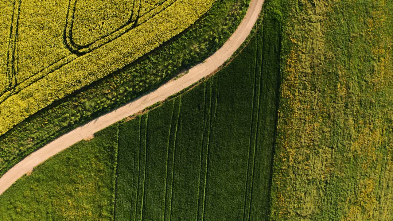 volando sobre el campo de colza en flor durante la hora dorada, vista aérea de drones de flores amarillas de primavera en el campo suiza