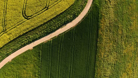 flying-over-field-of-rapeseed-in-full-flower-during-golden-hour,-aerial-drone-view-of-yellow-spring-flowers-in-countryside-switzerland