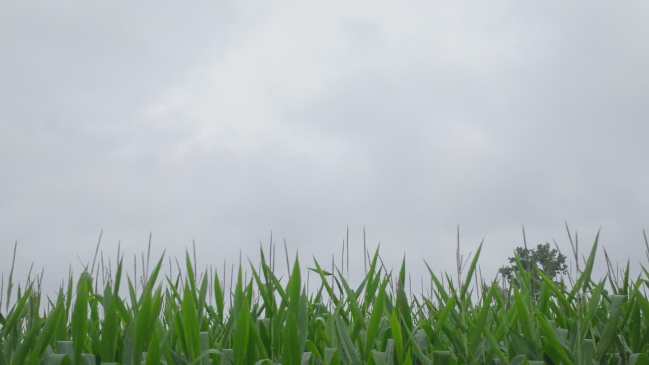 콩 에서 구름이 많은 날 잔디의 움직이는 영화 촬영