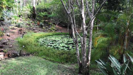 australian billabong pond waterhole with lillypads and purple flowers