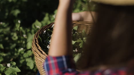 woman harvesting plants