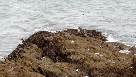 mid-Shot-of-waves-Covering-the-jagged,-seaweed-rocks