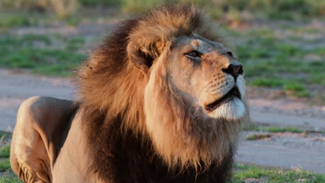 el león macho africano rugiendo - toma de cerca