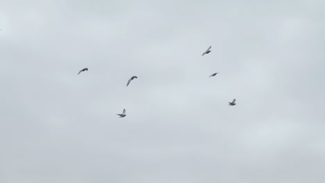 Flock-of-pigeons-Flying---Slowmotion-180fps